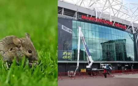 ناد مليء بالقاذورات.. "الفئران" تستقر في مانشستر يونايتد