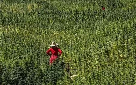 المغرب: منح 3371 ترخيصًا لاستعمال القنب الهنديّ طبيًّا في 2024