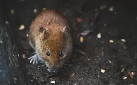 الفئران تغزو مدينة غلاسكو البريطانية وتثير الذعر بين السكان