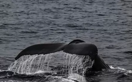 بعد انسكاب نفطيّ: العثور على أكثر من 30 حوتًا نافقًا في البحر الأسود