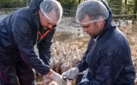 تسجيل أول حالة وفاة لإنفلونزا الطيور في الولايات المتحدة