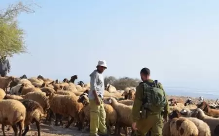 مستعمرون يسرقون أغناما من المعرجات غرب أريحا