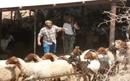 إصابة راعي أغنام هاجمه كلب للمستعمرين شرق بيت لحم