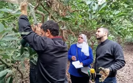 زراعة طولكرم والادارة العامة للوقاية والحجر الزراعي تنفذ جولة ميدانية لحقول الافوجادو للكشف والفحص عن  مرض الفيوزاريوم ومكافحته