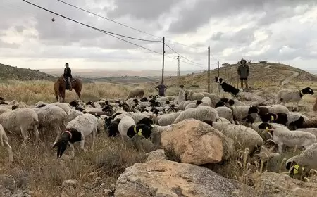 مستعمرون يرعون مواشيهم في مزروعات المواطنين بالأغوار الشمالية