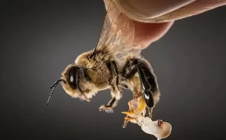 جديد العلم.. تقنية الـ "كيو.آر.كود" لدراسة النحل!