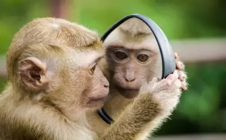 قرد "مشاغب" يتسبب في قطع الكهرباء عن سريلانكا لساعات