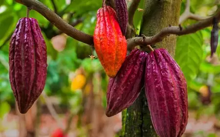 التغيّر المناخيّ يتسبّب بضرر متزايد على محاصيل الكاكاو