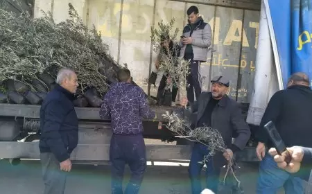 مديرية زراعة طولكرم و جمعية الأرض للتنمية الزراعية تسلمان 2000 شتلة زيتون في قريتي رامين وبيت ليد