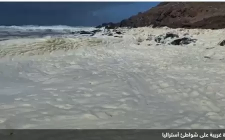رغوة غريبة وأسماك نافقة تغزو شواطئ أستراليا.. أمر مثير للقلق