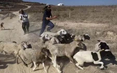 مستعمرون يطلقون النار صوب مزارع في تلفيت جنوب نابلس