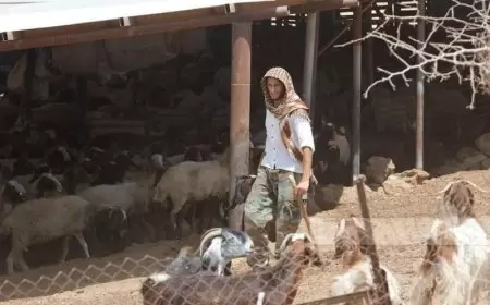 مستعمرون يحاولون سرقة مواشي في الأغوار الشمالية