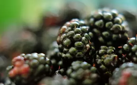 5 فواكه غنية بالألياف.. أكثر من وعاء مليء بالشوفان