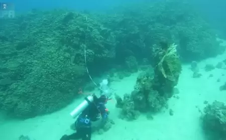 "عمرها 800 عام".. اكتشاف مستعمرة مرجانية ضخمة في البحر الأحمر