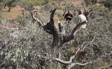 الاحتلال يقتلع أشجار زيتون في بلدة سنجل