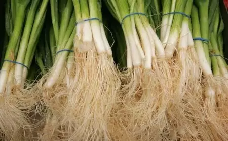 5 فوائد مذهلة للبصل الأخضر