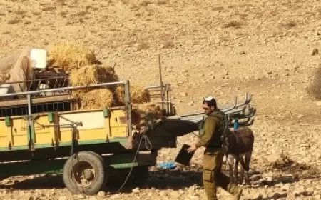 مستعمرون يسرقون معدات للثروة الحيوانية من خربة الفارسية في الأغوار الشمالية