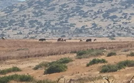 منظمة البيدر: مستوطنون يرعون أبقارهم في قاعون ويتلفون محصول قمح لمزارع فلسطيني.