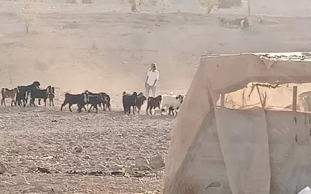 منظمة البيدر: مستعمرون يتجمهرون بين بيوت المواطنين في قرية شلال العوجا ويرافقهم قطيع من المواشي.