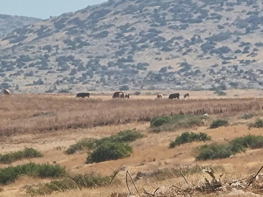 منظمة البيدر: مستوطنون يرعون أبقارهم في قاعون ويتلفون محصول قمح لمزارع فلسطيني.