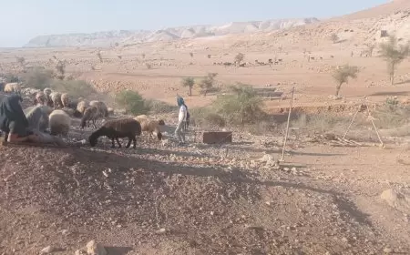 منظمة البيدر: مستعمرون يطلقون مواشيهم في محيط مساكن المواطنين بقرية شلال العوجا شمال أريحا.