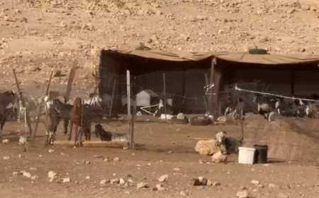 منظمة البيدر: رعاة من المستعمرون يجلبون مواشيهم للرعي بين بيوت المواطنين في تجمع شلال العوجا شمال اريحا.
