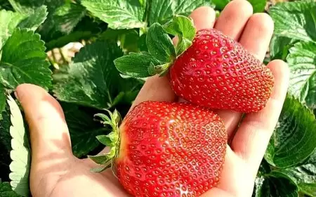 أرضٌ تُقاوم