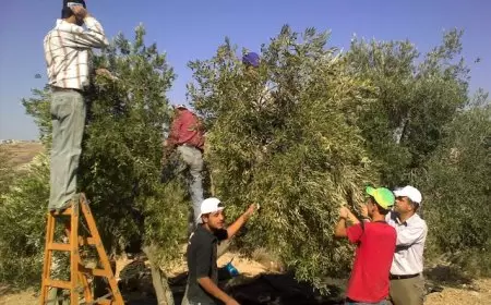 دعوة لإطلاق أوسع حملة قطف جماعي لموسم الزيتون 2025 لدعم وحماية المزارعين الفلسطينيين