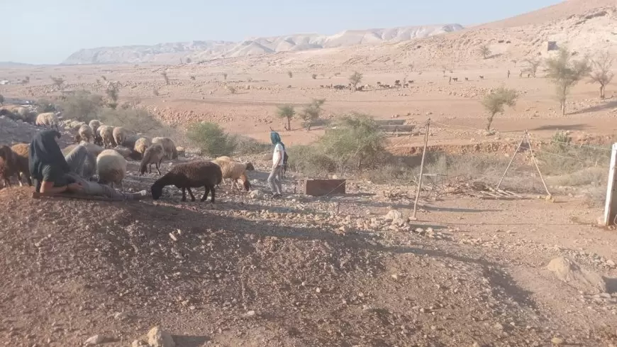 منظمة البيدر: مستعمرون يطلقون مواشيهم في محيط مساكن المواطنين بقرية شلال العوجا شمال أريحا.