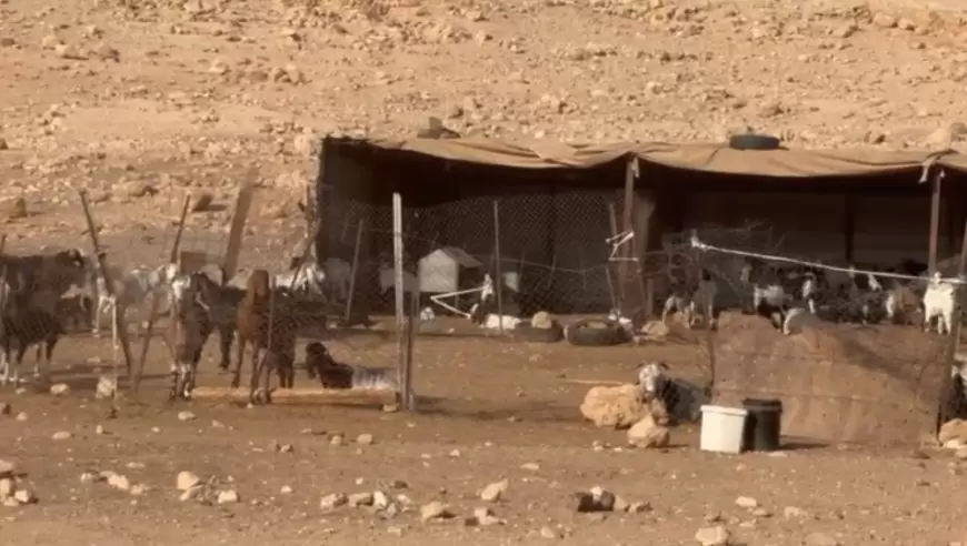 منظمة البيدر: رعاة من المستعمرون يجلبون مواشيهم للرعي بين بيوت المواطنين في تجمع شلال العوجا شمال اريحا.