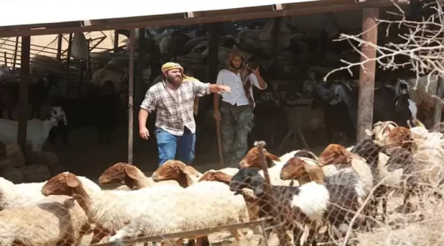 مستعمرون يهاجمون رعاة الأغنام بمسافر يطا جنوب الخليل