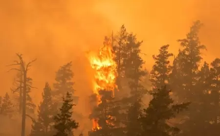 المنظمة العالمية للأرصاد: حرائق الغابات تؤجج تلوث الهواء
