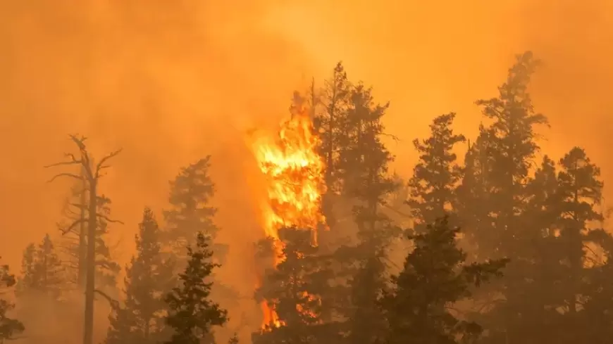 المنظمة العالمية للأرصاد: حرائق الغابات تؤجج تلوث الهواء