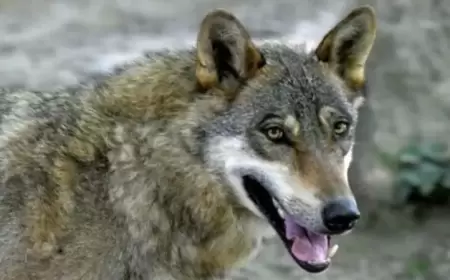 اليونان.. اكتشاف نادر لحيوان هجين يجمع بين الذئب والكلب