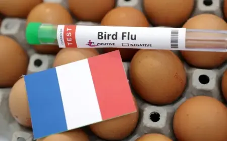 فرنسا تشهد مستوى مرتفعاً من إنفلونزا الطيور مع ظهور حالات جديدة