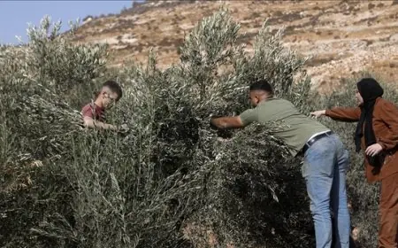 الضفة.. مسؤول أوروبي يجني زيتونا ويدين اعتداءات المستوطنين