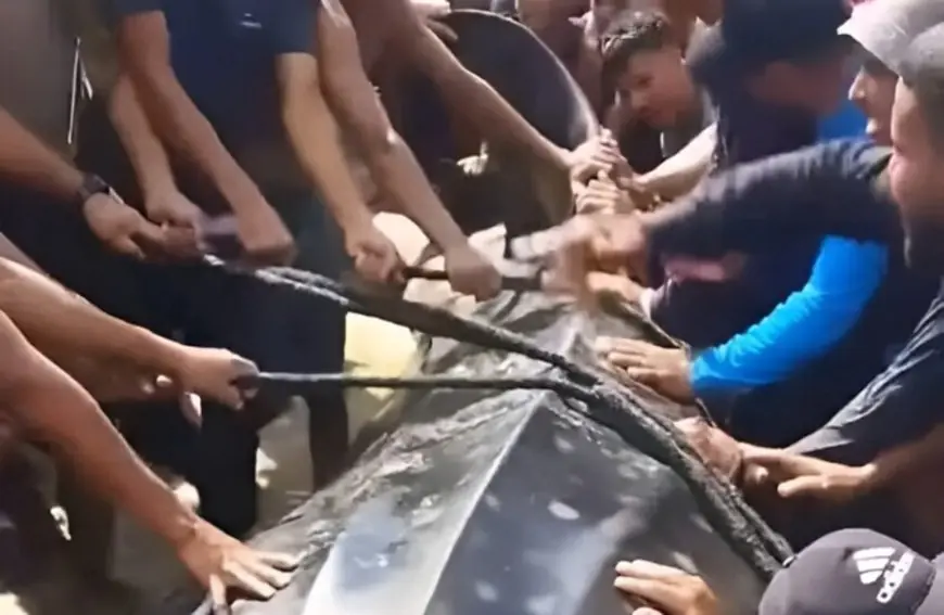 الحوت الذي لفظه البحر في غزة