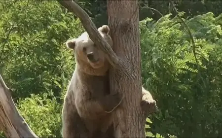 الجيش الياباني ينتشر لحماية المدن بعد هجمات شنتها "الدببة"