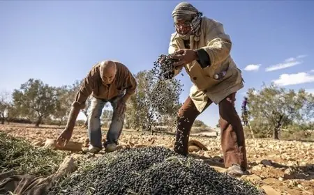 رض الزيتون بتونس.. صفاقس تجني محصولها وتفاؤل بموسم وفير
