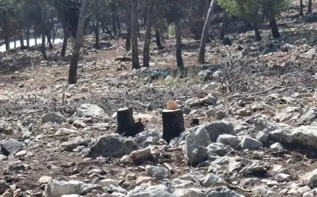 محافظ طولكرم اللواء د. كميل: الشرطة و طواقم مديرية الزراعة  تضبط عددا من  المعتدين بقص الاشجار في  أحراش عنبتا