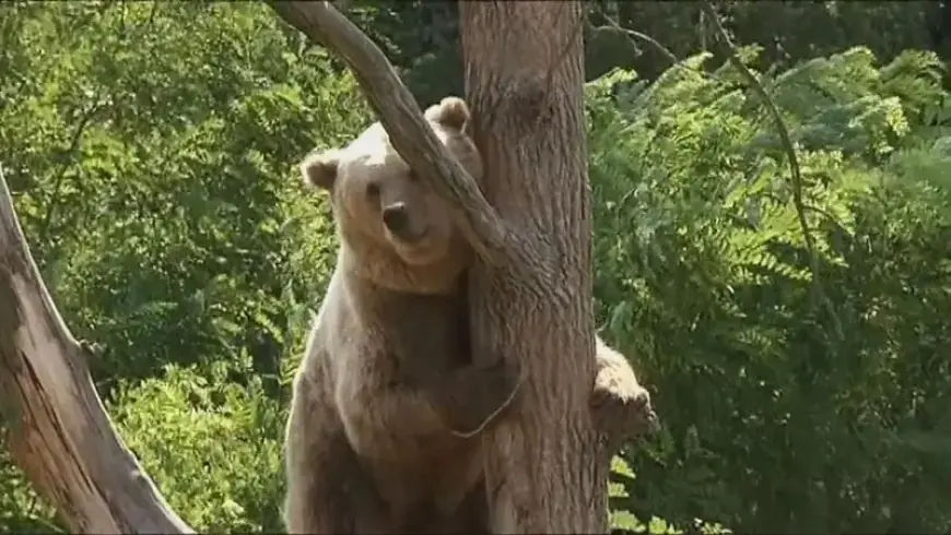 الجيش الياباني ينتشر لحماية المدن بعد هجمات شنتها "الدببة"