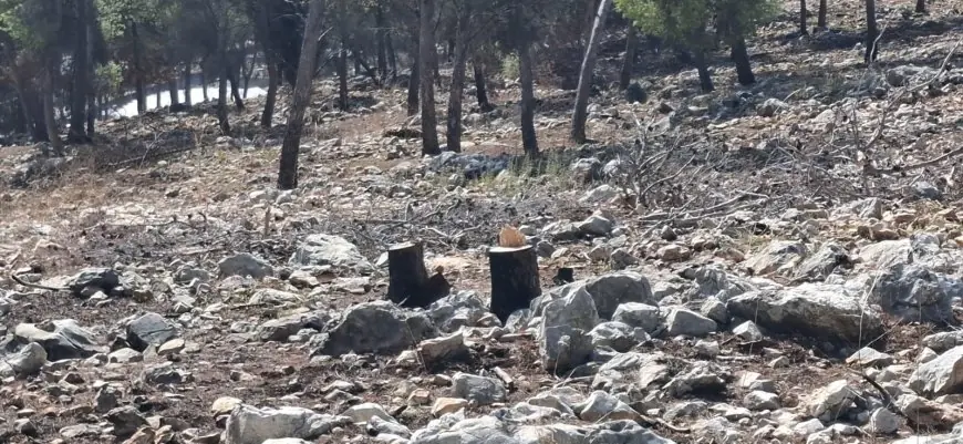 محافظ طولكرم اللواء د. كميل: الشرطة و طواقم مديرية الزراعة  تضبط عددا من  المعتدين بقص الاشجار في  أحراش عنبتا