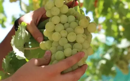 الموز أم العنب.. أيهما أغنى بالبوتاسيوم ومضادات الأكسدة لصحة أفضل؟