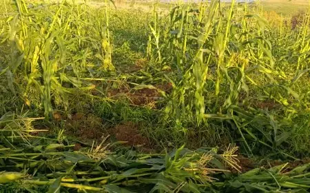 مستعمرون يتلفون محاصيل زراعية في الأغوار الشمالية