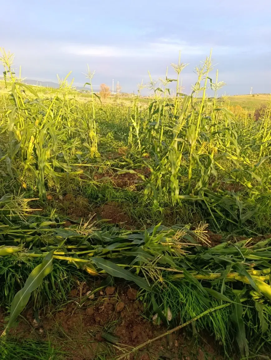 مستعمرون يتلفون محاصيل زراعية في الأغوار الشمالية