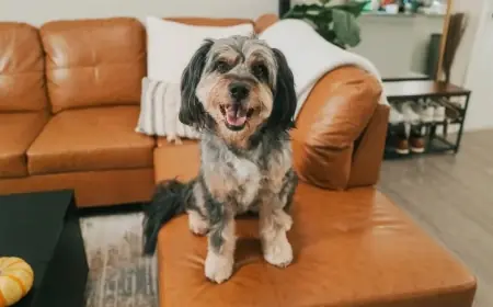 صدق أو لا.. أحياناً يُساء فهم مشاعر الكلاب