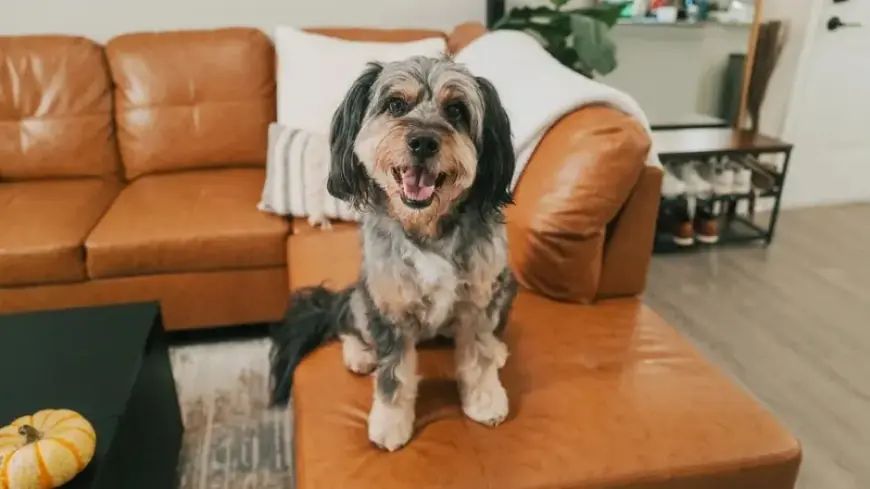 صدق أو لا.. أحياناً يُساء فهم مشاعر الكلاب