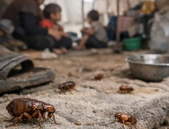 انتشار البراغيث (Fleas) في بيئات الخيام ومخيمات النزوح
