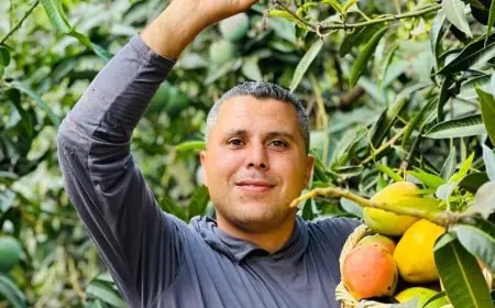 مانجا قلقيلية خلف الجدار.. محصول يصارع العطش وقيود الوصول!
