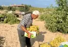 موسم العنب في غزة …كروم متهالكة وعناقيد لا تكفي